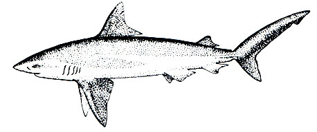 . 22.   (Carcharhinus milberti)