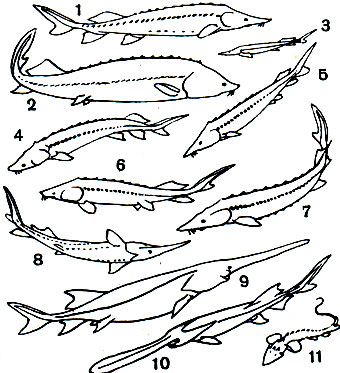 4. : 1 -  (Huso dauricus); 2 -  (Huso huso); 3 -  (Acipenser ruthenus); 4 -   (A. giildenstadti); 5 -  (A. nudiventris); 6 -   (A. baeri); 7	-   (A. sturio); 8 -  (A. stellatus); 9 -  (Psephurus gladius); 10 -  (Polyodon spatula); 11 -    (Pseudoscaphirhynchus kaufmanni)