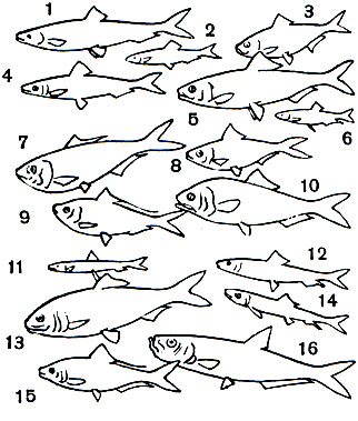 5. : 1 -   (Clupea harengus); 2 -  (Sprattus sprattus); 3 -  (Alosa caspia); 4	 - -,    (Sardina pilchardus); 5 -  (Alosa kessleri kessleri); 6 -   (Clupeonella delicatula); 7 -  (Brevoortia tyrannus); 8 -   (Harengula humeralis); 9	-  (Opisthonema oglinum); 10 -  (Alosa sapidissima); 11 -  - (Spratelloides gracilis); 12 -   (Sardinops sagax melanosticta); 13 -  (Hilsa reevesii); 14 - - (Etrumeus teres); 15 -  (Konosirus punctatus); 16	-   (Ilisha elongata)