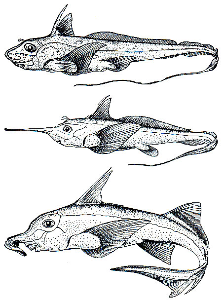 . 29.  ( ):   (Chimaera monstrosa);   (Rhinochimaera atlantica);  (Callorhinchus callorhinchus)