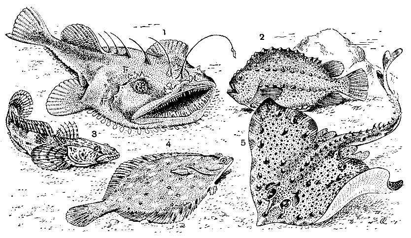 . 38.  : 1 -   (Lophius piscatorius); 2 -  (Cyclopterus lumpus); 3 -   (Neogobius batrachocephalus); 4 -   (Pleuronectes platessa); 5 -    (Raja clavata)