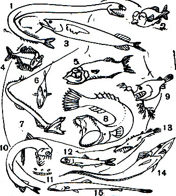  7.  : 1	-  (Tactostoma macropus); 2 -  (Macropinna microstoma); 3 -  (Grammatostomias flagellibarba); 4 -  (Argyropelecus aculeatus); 5 -  (Opisthoproctus soleatus); 6 -  (Chauliodus sloanei),  ; 7 -  (Stylophorus chordatus); 8 -  (Galatheathauma axeli); 9 -  (Linophryne arborifera); 10 -  (Chauliodus sloanei); 11 -  (Dolopichthys sp.); 12 -  (Diaphus antellatus); 13 -  (Lasiognathus saccostoma); 14	-  (Coelorhynchus sp.); 15	-  (Ipnops sp)
