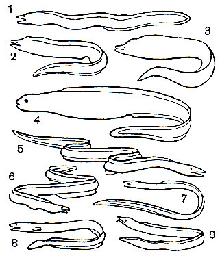  8.   : 1 -   (Muraena helena); 2 -  Muraena retifera; 3	-  Gymnothorax berndti; 4 -  ,   (Simenchelys parasiticus); 5 -   (Muraenesox ferox); 6 -   Pisodonophis semicinctus; 7 -   P. Cruentifer; 8	-    (Ophichthys ocellatus); 9	-    (Myrichthys pantostigmus)