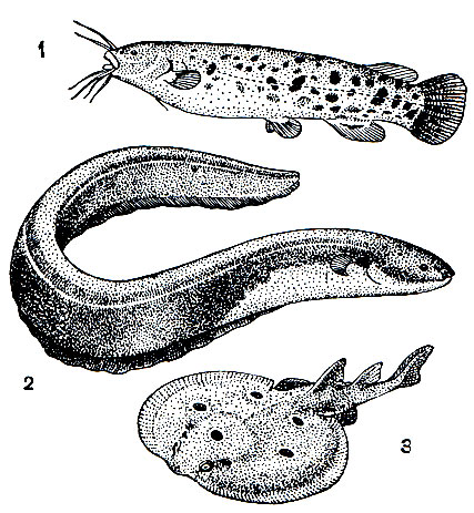 . 45. ,   : 1 -    (Malapterurus electricus); 2 -    (lctrophorus electricus); 3 -   (Torpedo marmorata)