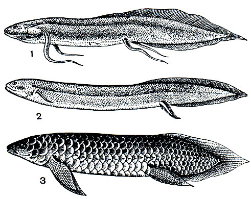 . 46.  : 1 -  (Protopterus annectens); 2 -   (Lepidosiren paradoxa); 3 -  (Neoceratodus forsteri)