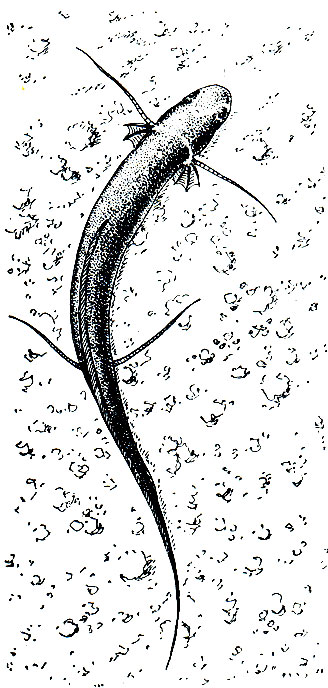 . 48.    (Protopterus aethiopicus)