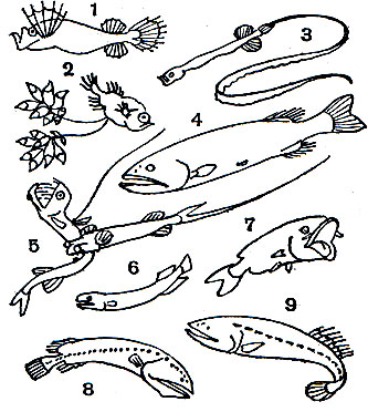  9. : 1 -  (Mirapinna esau); 2 -  (Kasidoron edom); 3 -  (Eutaeniophorus festivus); 4 -  (Barbourisia rufa); 5 -  (Gigantura chuni); 6 -  (Vitiaziella cubiceps); 7 -  (Rondeletia bicolor); 8 -  (Ditropichthys storeri); 9 -  (Cetomimus cranei)