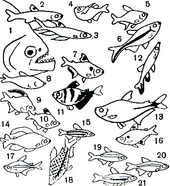  11. : 1 -  (Serrasalmo niger); 2 -   (Copeina guttata); 3 -   (. Arnoldi); 4 -  (Carnegiella strigata); 5 -  (Hyphessobrycon pulchripinnus); 6 -  (Thayeria obliqua); 7 -  (Hyphessobrycon serpae); 8 -  (Anoptichthys jordani); 10 -  (Hyphessobrycon ornatus); 11	-  (Gymnocorymbus ternetzi); 12	-  (Poecilobrycon eques); 13	-  (Hemigrammus caudovittatus); 14	-  (Phenacogrammus interruptus); 15 - ,   (Nannostomus marginatum), 16 -  (Pristella ridlei); 17 -  (Hemigrammus erythrozonus); 18 -  (Chilodus punctatus); 19 -   (Hyphessobrycon cardinalis); 20 -  (H. innesi); 21 -   (Cheirodon herbertaxelrodi)