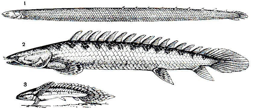 . 53.   Polypteridae: 1 - Calamoichthys calabaricus; 2 -  Polypterus  3 -  