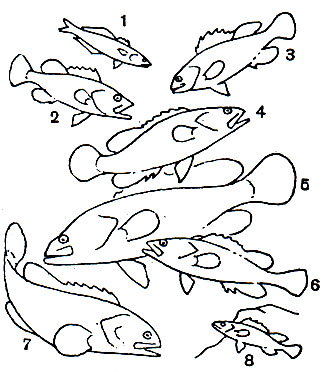  12. , : 1 -  (Pomatomus saltatrix); 2	-   (Aulacocephalus temmincki); 3	-   (Epinephelus merra); 4 -   (Cephalopholis miniatus); 5 - - (Epinephelus tauvina); 6	-   (. Fasciatus); 7 -  (Promicrops lanceolatus); 8 -   (Serranus scriba)