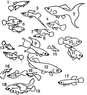Таблица 18. Карпозубообразные: 1 - щучка Шапера (Epiplatys chaperi); 2 - моллинезия лира (Mollienesia lyra); 3 - меченосец (Xiphophorus helleri); 4 - гшатипецилия (X. maculatus); 5, 6 - цинолебия (Cynolebias nigripinnis), самец и самка; 7, 8 - гирардинус 