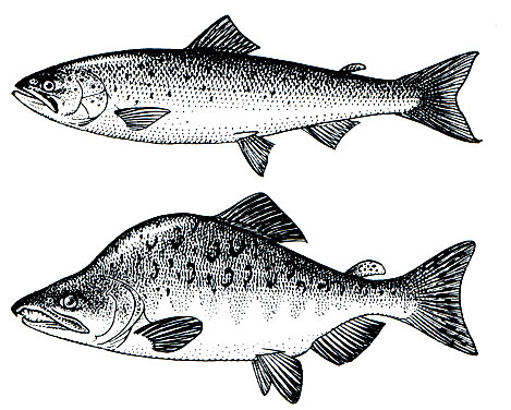Рис. 70. Благородный лосось, или семга (Salmo salar), и горбуша (Oncorhynchus gorbuscha)