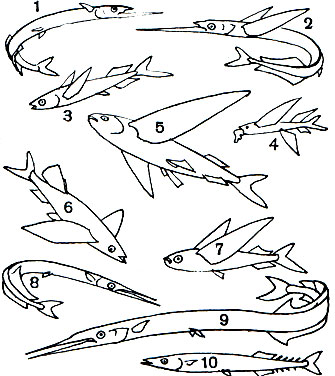 Таблица 19. Сарганообразные: 1 - японский полурыл (Hyporhamphus sajori); 2 - океанический полурыл (Euleptorhamphus longbrostris); 3 - летучий полурыл (Oxyporhamphus micropterus); 4 - четырехкрылая летучая рыба Cheilopogon pinnatibarbatus, малек с усом; 5 - то же, взрослая особь; 6 - длиннорылая летучая рыба (Fodiator acutus); 7 - двукрылая летучая рыба (Exocoetus volitans); 8 - обыкновенный сарган (Belone belone); 9 - плоскотелый сарган (Ablennes hians); 10 - сайра (Cololabis saira)