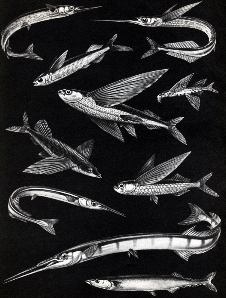 Таблица 19. Сарганообразные: 1 - японский полурыл (Hyporhamphus sajori); 2 - океанический полурыл (Euleptorhamphus longbrostris); 3 - летучий полурыл (Oxyporhamphus micropterus); 4 - четырехкрылая летучая рыба Cheilopogon pinnatibarbatus, малек с усом; 5 - то же, взрослая особь; 6 - длиннорылая летучая рыба (Fodiator acutus); 7 - двукрылая летучая рыба (Exocoetus volitans); 8 - обыкновенный сарган (Belone belone); 9 - плоскотелый сарган (Ablennes hians); 10 - сайра (Cololabis saira)