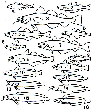 Таблица 20. Тресковые: 1 - сайка, или полярная тресочка (Boreogadus saida); 2 - путассу (Micromesistius poutassou); 3 - треска (Gadus morhua); 4 - минтдй (Theragra chalcogramma); 5 - навага обыкновенная (Eleginus navaga); 6 - гадикулус, или большеглазая тресочка (Gadiculus argenteus); 7 - сайда (Pollachius virens); 8 - пикша (Melanogrammus aeglefinus); 9 - тресочка Эсмарка (Trisopterus esmarki); 10 - мерлуза европейская (Merluccius merluccius); 11 - мерланг (Odontogadus merlangus); 12 - налим (Lota lota); 13 - морской налим (Gaidropsarus mediterraneus); 14 - мольва обыкновенная (Molva molva); 15 - менек (Brosme brosme); 16 - американский морской налим (Urophycis chuss)