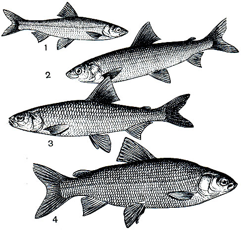 Рис. 77. Представители семейства лососевых: 1 - европейская ряпушка (Coregonus albula); 2 - омуль (Coregonus autumnalis); 3 - уссурийский сиг (Coregonus ussuriensis); 4 - пыжьян (Coregonus lavaretus pidschian)