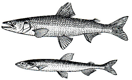 Рис. 79. Зубастая, или азиатская, корюшка (Osmerus eperlanus dentex) - вверху и европейская озерная корюшка - снеток (О. eperlanus- eperlanus, m. spirinchus) - внизу