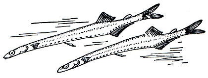 Рис. 81а. Саланкс (Salangichthys microdon)