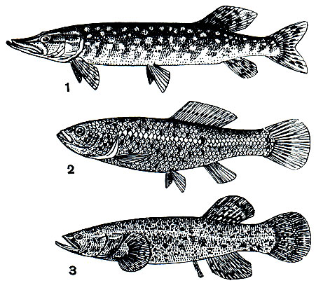 Рис. 84. Щуковидные рыбы: 1 - щука обыкновенная (Esox lucius); 2 - умбра, или евдошка европейская (Umbra krameri); 3 - даллия, или черная рыба (Dallia pectoralis)