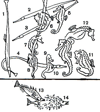 Таблица 23. Морские иглы, коньки, колюшка: 1-4 - морские иглы (Syngnathus sp.); 5-12 - морские коньки( Hippocampus sp.); 13, 14 - трехиглая колюшка (Gasterosteus aculeatus), самец и самка