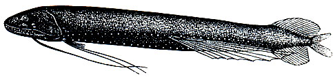 Рис. 89. Батофил черный (Bathophilus ater)