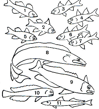  26. , , , : 1 -   (Apogonichtys ocellatus); 2 -  ,   (Sphaeramia orbicularis); 3 -   (Archamia mozambiquensis); 4 -   (Apogon nigripes); 5 -   (A. semiurnatus); 6 -   (Cheilodipterus lineatus); 7 -   (Ch. quinquelineata); 8 -   (Malacanthus latovittatus); 9 -  (Lopholatilus chamaeleonticeps); 10 -   (Branchiostegus japonicus); 11 -  (Sillago parusquamis)