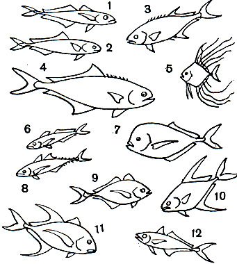  27. : 1 -   (Trachurus trachurus); 2 -  (Naucrates ductor); 3 -   (Lichia amia); 4 -   (Chorinemus lysan); 5 -   (Alectis ciliaris); 6 -   (Decapterus quinquarius); 7 -  (Vomer setapinnis); 8 -  (Megalaspis cordyla); 9 - ,   (Chloroscombrus chrisurus); 10 - ,    (Trachinotus glaucus); 11 -  (Caranx hippos); 12 -  ,   (Selar crumenophthalmus)