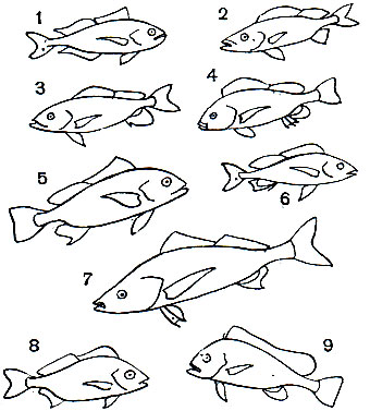  29. : 1	-  (Brachydeuterus auritus); 2 -  (Pomadasys incisus); 3 -   (Parapristipoma humile); 4 -   (Parapristipoma mediterraneum); 5 - - (Bathystoma aurolineatum); 6 -   (Pomadasys hasta); 7 -  - (Rhonciscus striatus); 7 -  (Pomadasys operculare); 8 -  (P. Olivaceum); 9 -  (Plectorhynchus pictus)