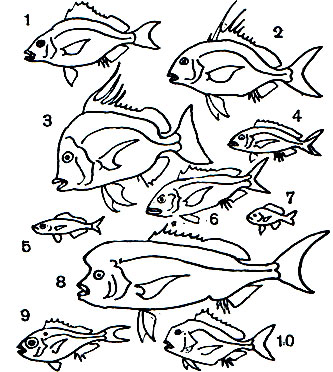  30. : 1 -  (Stenotomus chrysops); 2 -   (Pagrus ehrenbergi); 3 - - (Argyrops spinifer); 4 - ,   (Sparus aurata); 5 -   (Boops boops); 6 -   (Pagellus erythrinus); 7 - ,    (Diplodus annularis); 8 -   (Dentsx filosus); 9 -   (D. macrophthalmus); 10 -   (Pagrus pagrus)