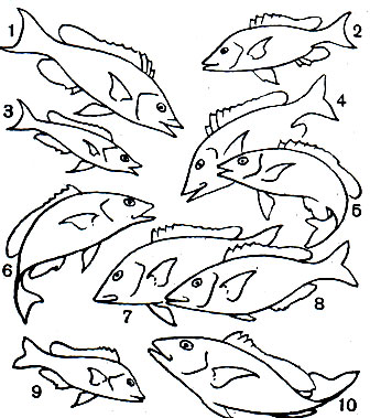  31. : 1 -   (Lethrinus chrysostomus); 2 -   (L. Nebulosus); 3 -   (L. Miniatus); 4 -   (L. Mahsena); 5 -   (L. Caeruleus); 6 - - (L. Harak); 7 - - (L. Nematacanthus); 8 -   (Lethrinus choerorhynchus); 9 -  ,  (L. fletus); 10 -   (L. Sanguineus)