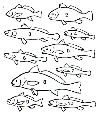  33. : 1 -   (Sciaena umbra); 2 -   (Pogonias chromis); 3 -   (Otolithes brachygnathus); 4 -   (Pseudosciaena ); 5 -   (Micropogon undulatus); 6 -   (Cynoscion striatus); 7 -   (Otolithes argenteus); 8 -  ,    (Umbrina cirrosa); 9 -   (Umbrina canosai); 10 -   (Otolithes ruber)