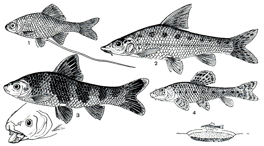 . 121. : 1 -   (Rhodeus sericeus); 2 -   (Hemibarbus maculatus); 3 - - (Sarcochilichthys sinensis); 4 -  (Pseudogobio rivularis)