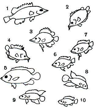  35. : 1 -  (Nandus nandus); 2, 4 -  - (Monocirrhus polyacanthus); 3 -   (Polycentropsis abbreviata); 5 -  (Pristolepis fasciata); 6, 7 -   (Polycentrus schomburgki); 8, 9, 10 -  (Badis badis), 8, 9 - , 10 - 