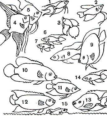  36.   : 1 -  (Macropodus opercularis); 2 -  ('')  (Trichogaster leeri); 3 -  (Betta splendens); 4 -  (Pterophyllum scalare); 5 -  (Pt. scalare,  ); 6 -  (Apistogramma agassizi, ); 7 -  , ; 8	-  (Hemichromis bimaculatus); 9 -  (Symphysodon discus); 10 -  (Astronotus ocellatus); 11 -   (Cichlasoma festivum); 12 -   (. biocellatum); 13 -   (. meeki); 14 -  (Pelmatochromis kribensis), ; 15 -  , 