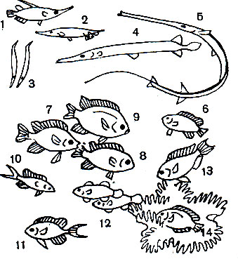  37.   : 1 -   (Macrorhamphosus scolopax); 2 -   (Centriscus cristatus); 3 -   (Aeoliscus strigatus); 4 - ,  - (Aulostomus maculatus); 5 -   (Fistularia petimba); 6 -  (Pomacentrus coeruleus); 7 -  (P. annulatus); 8 -  (P. sindensis); 9 -  (Abudefduf saxatilis); 10 -  (Chromis cyanea); 11 -  (Chromis dimidiatus); 12 -  (Amphiprion percula); 13 -  (A. xanturus); 14 -  (A. ephippum)