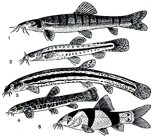 . 128. : 1 -  (Leptobotia); 2 -  ,   (Lefua); 3 -   (Misgurnus fossilis); 4 -   (Nemachilus barbatulus); 5 - - (Botia macracanthus)