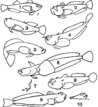  39. ,    : 1 -   (Arctoscopus japonicus); 2 -   (Uranoscopus oligolepis); 3 -   (Ichthyscopus lebeck); 4 -   (Geniagnus monopterygius), 5 -  (Gnathagnus elongatus); 6 -   (Leptoscopus macropygus); 7, 8 - ,  ,  (Uranoscopus scaber),  -   ; 9 -  ,   (Trachinus draco); 10 -  ,   