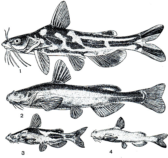 . 134.   (Bagridae): 1 - - (Pseudobragus fulvidraco); 2 - -,    (Liocassis ussuriensis); 3 - ,  ,  (Liocassis braselinikowi); 4 -   (Liocassis herzensteneini)