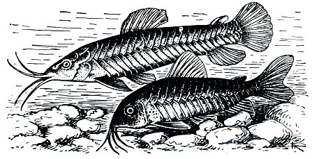 . 138.  (Callichthys calichthys) - ,  (Corydoras aeneus) - 