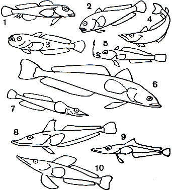  40. : 1	-   (Bovichthys variegatus); 2 - - (Trematomus bernacchii); 3 -  (Trematomus borchgrevinki); 4 -   (Dissostichus eleginoides); 5 -   (Pleurogramma antarctica); 6 -   (Pogonophryne mentella); 7 -  (Gymnodraco acuticeps); 8 -   (Bathydraco antarcticus); 9 -   (Chaenocephalus aceratus); 10 -   (Neopagetopsis ionah)