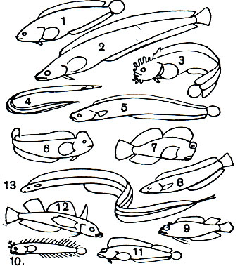  41.  : 1 -   (Stichaeopsis nana); 2 -   (Stichaeus nozawae); 3 -    (Chirolophis snyderi); 4 -  (Ptilichthys goodei); 5 -   (Pholis pictus); 6 -  - (Blennius pavo); 7 -  (Exallias brevis); 8 -  (Aspidontus taeniatus); 9 -  (Labrisomus nigricinctus); 10 -  (Acanthemblemaria chaplini); 11 -   (Neoclinus bryope); 12 -  (Tripterygion etheostoma); 13 -  (Xiphasia setifer)