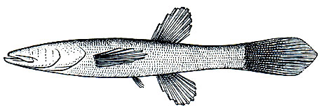. 142.   Amblyopsis spelaea)