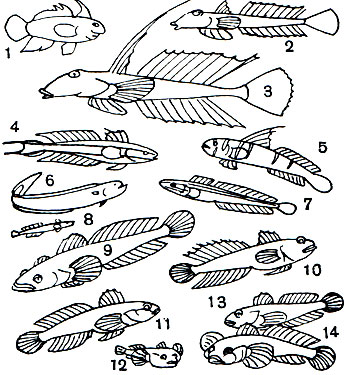  42. , : 1 -  (Synchiropus splendidus); 2, 3 - -,    (Callionymus lyra),    (): 4 -  (Eleotriodes helsdingeni); 5 -    (Lythrypnus dalli); 6 -  - (Trypauchen microcephalus); 7 -    (Pterogobius virgo); 8 - - (Aphya aphya); 9 - - (Mesogobius batrachocephalus); 10 - - (Gobius ophiocephalus); 11 - - (Neogobius fluviatilis); 12 -   (Benthophilus macrocephalus); 13, 14 - - (Neogobius melanostomus),    ()