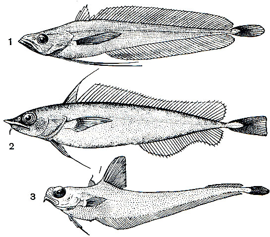 . 151.   (Moridae): 1 -   (Podonema longipes); 2 -  (Antimora rostrata); 3 -   (Tripterophycis gilchristi)