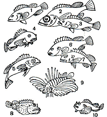  47. : 1 -   (Sebastes oblongus); 2 -    (Sebastes marinus); 3 -   (Sebastes schlegeli); 4 -   (Helicolenus hilgendorfi); 5 -   (Sebastolobus macrochir); 6 -    (Sebastes nivosus); 7 -    (S. caurinus); 8 - ,  - (Synanceia verrucosa); 9 - ,  - (Pterois volitans); 10 - ,    (Scorpaena porcus)