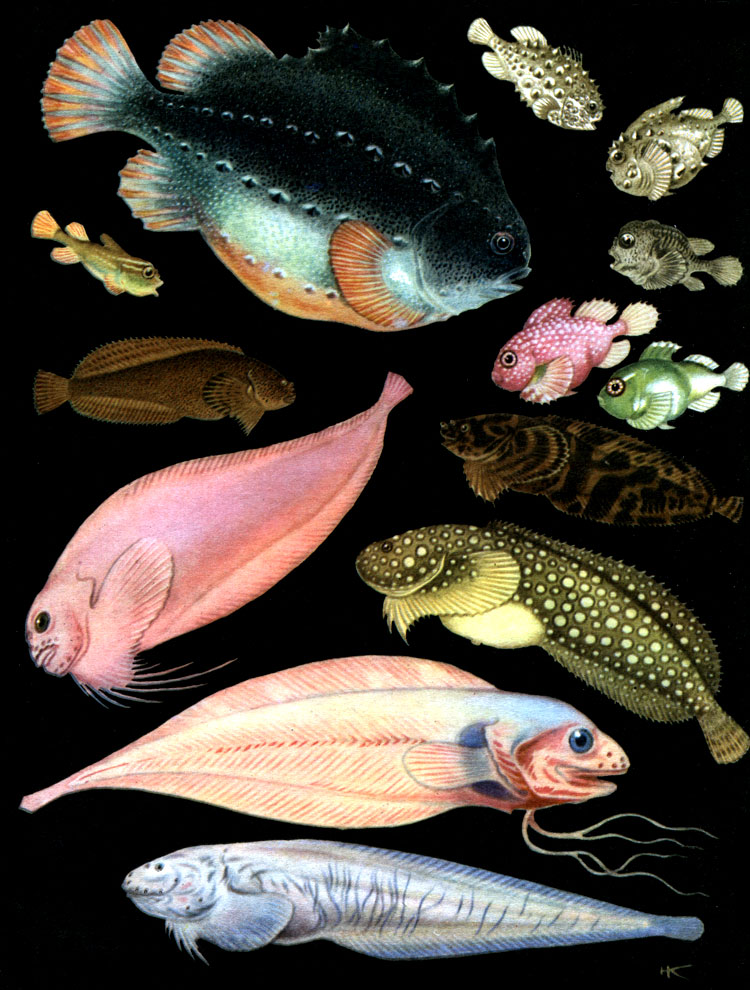  49. ,  ,  - ,   : 1 -  (Cyclopterus lumpus), ; 2 - , ; 3 -   (Eumicrotremus spinosus); 4 -   (. pacificus); 5 -  (Pelagocyclus vitiazi); 6, 7 -   (Cyclopsis awae); 8 -   (Liparis montagui); 9 -   (L. liparis); 10 -   (Careproctus reinhardti); 11 -   (Liparis punctulatus); 12 -  (Rhodichthys regina); 13 -   (Careproctus amblystomopsis)