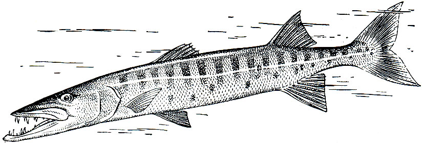 . 158.   (Sphyraena barracuda)