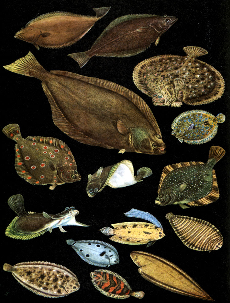  51. : 1, 2 -   (Reinhardtius hippoglossoides)     ; 3 -  ,   (Hippoglossus hippoglossus); 4 -  (Scophthalmus maeoticus); 5 -   (Pleuronectes platessa)   ; 6, 9 -   (Limanda aspera); 7 -   (Bothus lunatus); 8 -   (Platichthys stellatus); 10 -   (Samaris cristatus); 11 -   (Zebrias regani); 12 -  (Ancylopsetta quadriocellata); 13 -    (Solea vulgaris); 14 -  ,     (Phrynorhombus norvegicus); 15 -   (Cynoglosus marleyi)