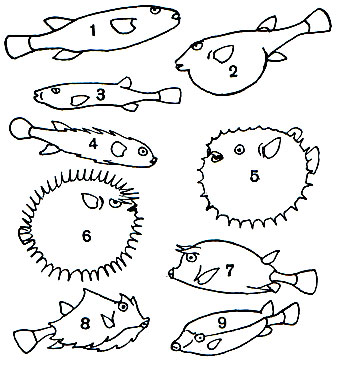  52.   : 1 -  ,   - (Fugu rubripes); 2, 3 -  - (Spheroides nephelus; 2 -  ); 4, 6 - ,  - (Diodon hystrix; 6 -  ); 5 - - (Cyclichthys orbicularis),   ; 7 -   (Acanthostracion quadricornis); 8 -   (Tetrosomus gibbosus); 9 -   (Ostracion lentiginosum)