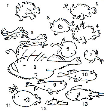  54. : 1 -    (Histrio histrio); 2 - - (Phrynelox tridens); 3 -  - (Antermarius sanguineus); 4 -  - (Phrynelox scaber); 5 -   (Ogcocephalus nasutus); 6 -    (Halieutaea stellata); 7 -    (H. retifera); 8 -  ,    (Lophius piscatorius); 9, 10 -  (Chaunax pictus); 11 -  (Himantolophus groenlandicus); 12 - - (Dolopichthys cornutus); 13 -  (Cryptopsaras couesi)